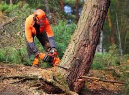 Mulching Services in Emigration Canyon, UT