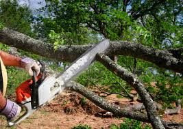 Why Choose Our Tree Removal Services in Emigration Canyon, UT?