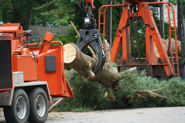 Emigration Canyon, UT  Tree Services Company